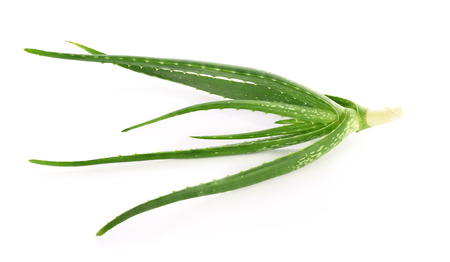 aloe vera fresh leaf isolated white backgroundの写真素材
