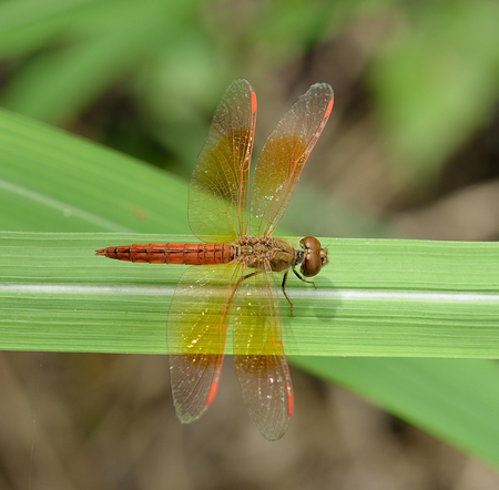 Dragonfly on the grassの写真素材