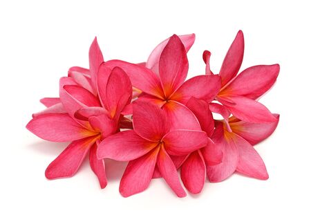 Tropical flowers frangipani (plumeria) isolated on white backgroundの写真素材