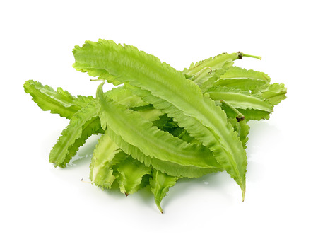 winged bean on white backgroundの写真素材