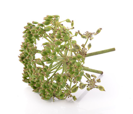 fresh dill seeds on white backgroundの写真素材