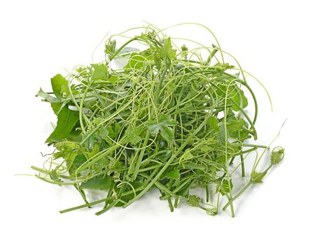 Ivy Gourd on whaite backgroundの写真素材
