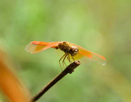 Dragonflyの写真素材