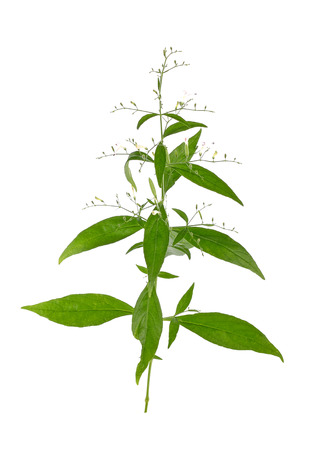 Andrographis paniculata plant on white backgroundの写真素材