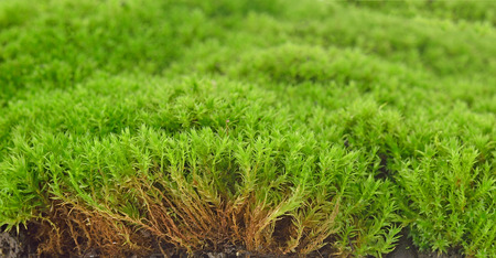 Green mossの写真素材