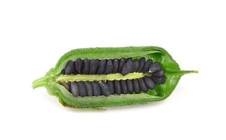 Black Sesame Seeds isolated on white background.の写真素材
