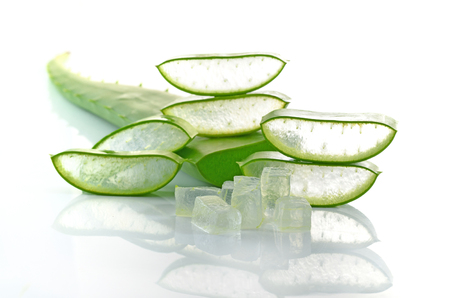 aloe vera fresh leaf isolated white backgroundの写真素材