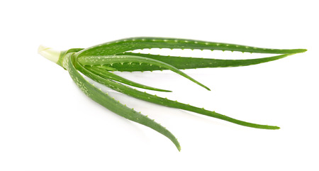 aloe vera fresh leaf isolated white backgroundの写真素材