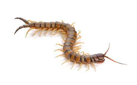 centipede on white backgroundの写真素材