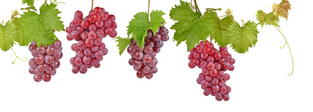 red grapes isolated on white backgroundの写真素材