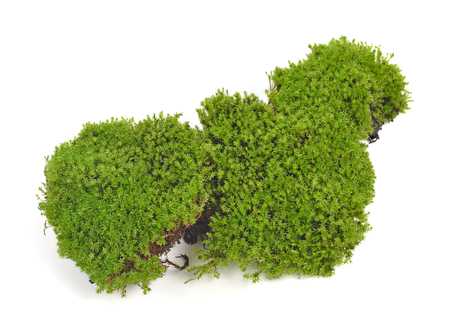 Green moss on white backgroundの写真素材