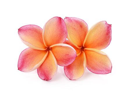 Frangipani flower isolated on whiteの写真素材