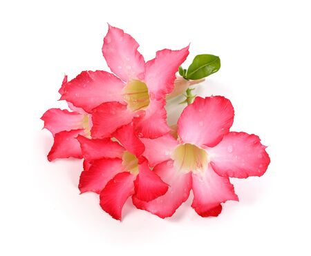 Desert Rose isolated on white background.の写真素材