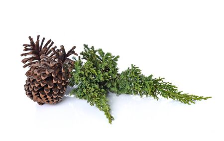 Big set of cones various coniferous trees isolated on whiteの写真素材