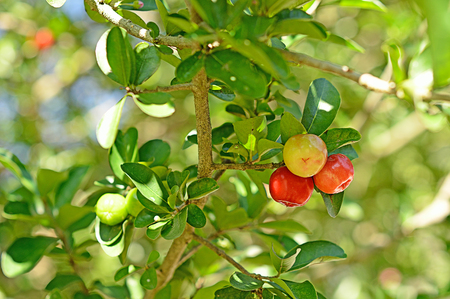acerola tree and fruitの写真素材