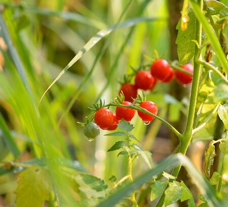 tomatoesの写真素材