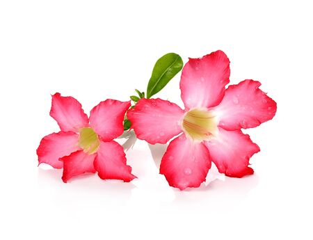 Desert Rose isolated on white background.の写真素材