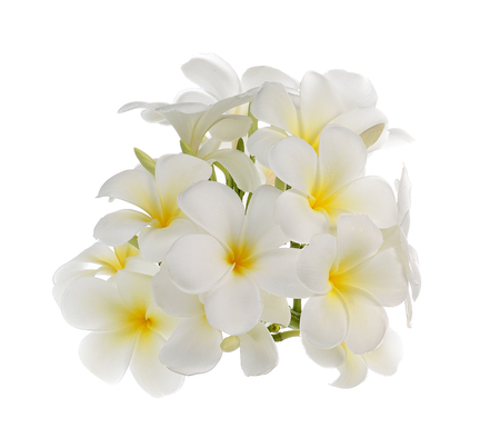 white frangipani flower isolated whiteの写真素材