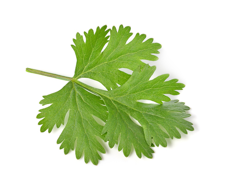 parsley isolated on white background.の写真素材