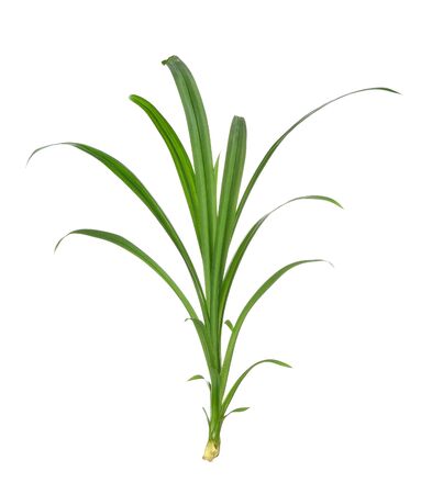 pandan isolated on white background.の写真素材