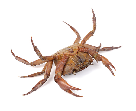 crab on white backgroundの写真素材
