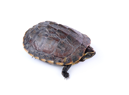 turtle on white backgroundの写真素材