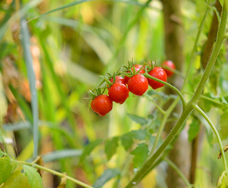 tomatoesの写真素材