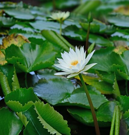 Water Lilyの写真素材