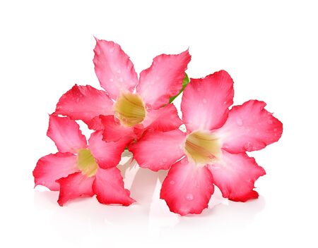 Desert Rose isolated on white background.の写真素材