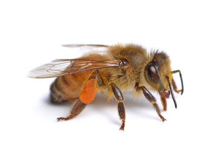 beeの写真素材