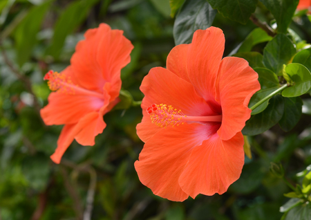Chinese roseの写真素材