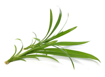 pandan isolated on white background.の写真素材