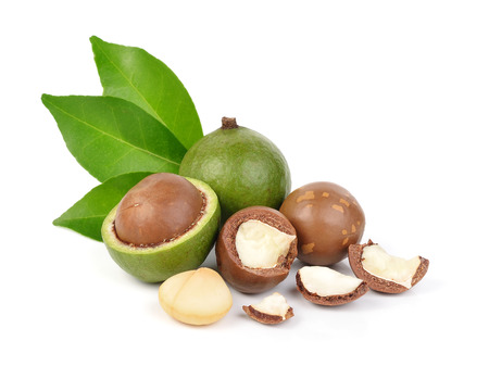 macadamia nuts on white backgroundの写真素材