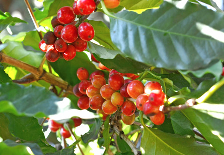 Coffee beans ripening on tree in North of thailandの写真素材