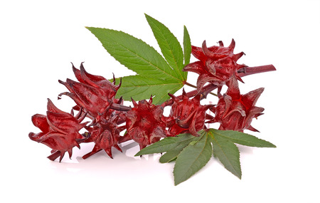 Hibiscus sabdariffa or roselle fruitsの写真素材