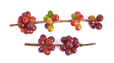 coffee beans on white background.の写真素材