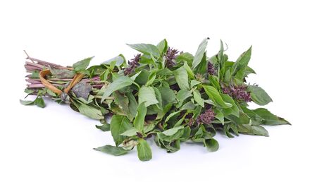 basil leaves isolated on white backgroundの写真素材