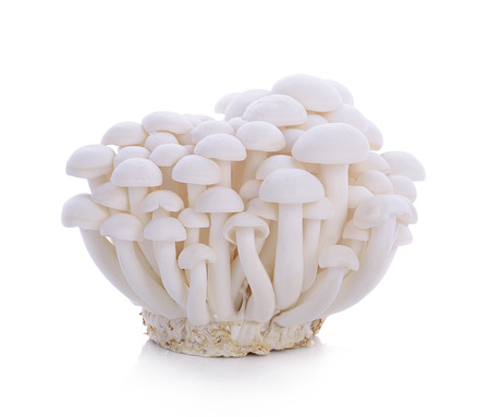 brown beech mushroom isolated on white backgroundの写真素材