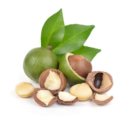 macadamia nuts on white backgroundの写真素材