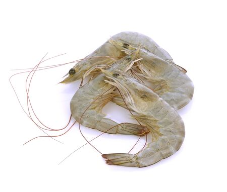 prawn on white backgroundの写真素材