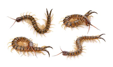 centipede on white backgroundの写真素材