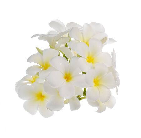 Frangipani flower  on white background.の写真素材