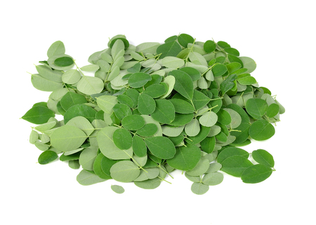 Moringa oleifera leaves isolated on white backgroundの写真素材