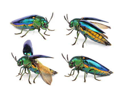 metallic wood-boring beetle on white background.の写真素材