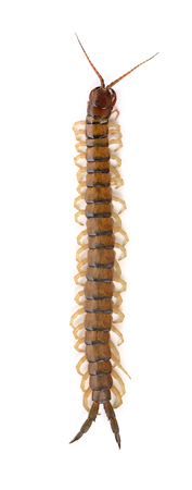 centipedeの写真素材