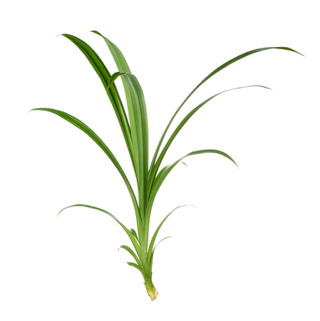 Pandan Leaves on white backgroundの写真素材