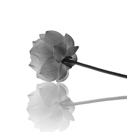 Lotus flower in black and whiteの写真素材