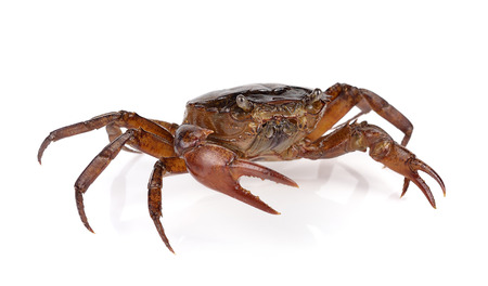 crab on white backgroundの写真素材