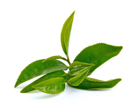 Green tea leaf isolated on white backgroundの写真素材