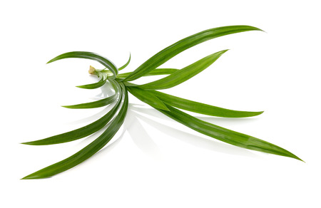pandan isolated on white background.の写真素材